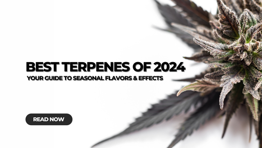 Best Terpenes of 2024 Best Terpenes of 2024