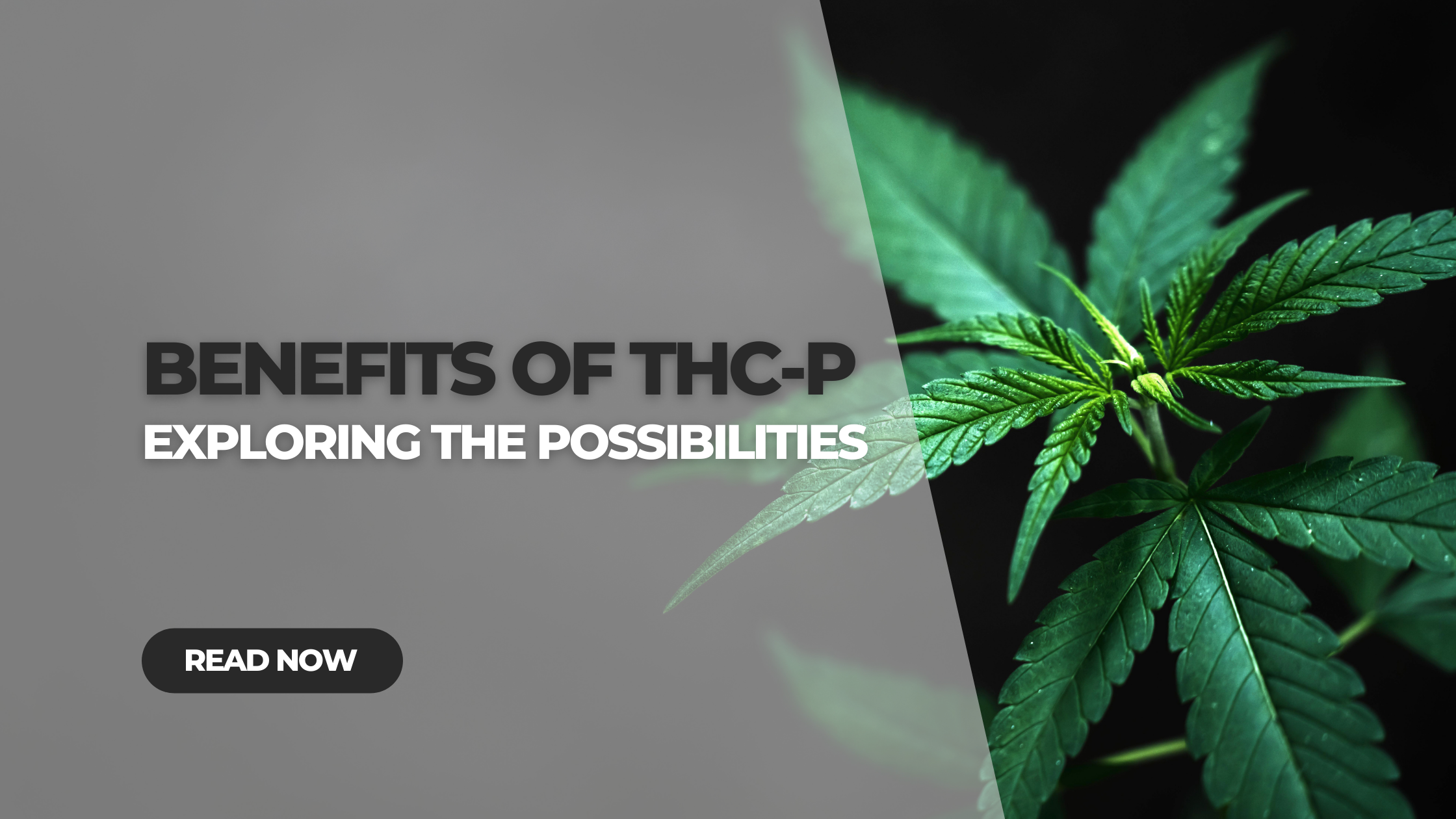 Benefits of THC-P: The Possibilities of this Potent Cannabinoid