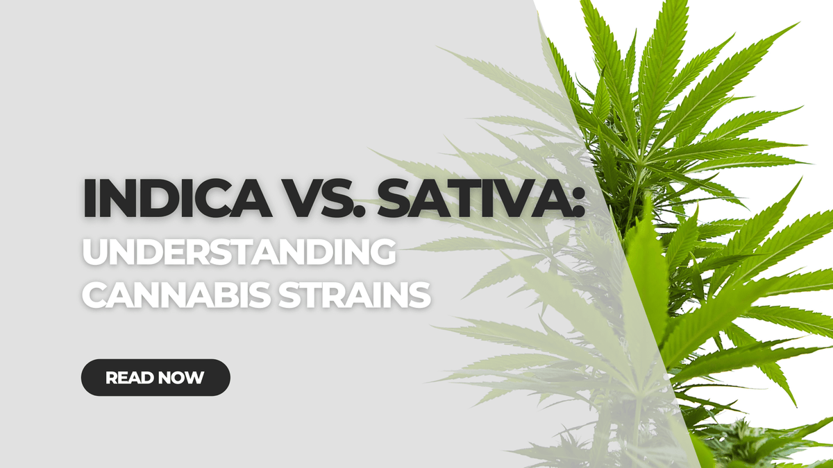 Indica vs Sativa: Understanding Cannabis Strains | Everyday Delta