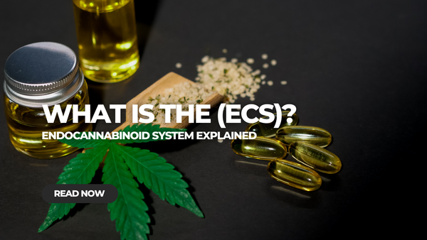 What is the Endocannabinoid System