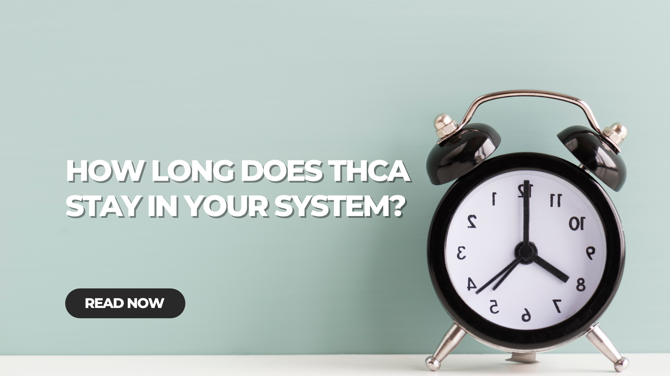 How Long Does THCA Stay In Your System?