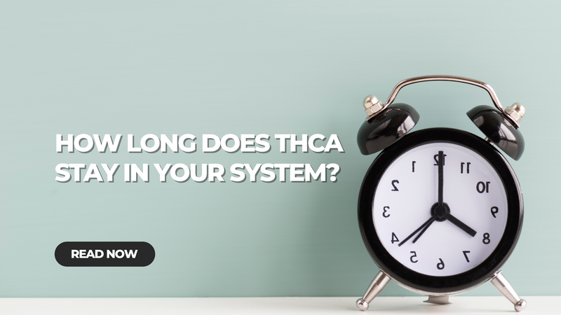 How Long Does THCA Stay in Your System?