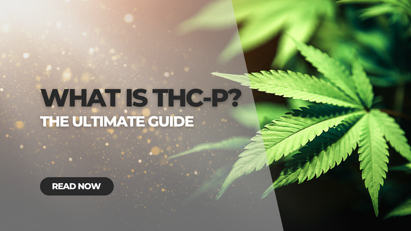 What is THC-P? Complete Guide 