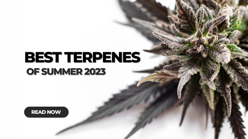 Best Terpenes of Summer 2023
