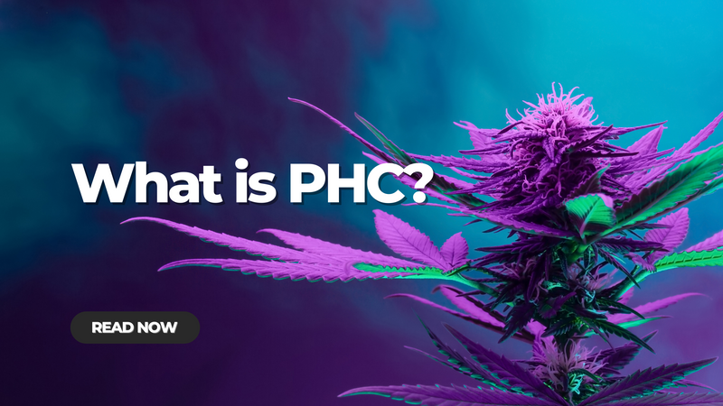 What is PHC? An Introduction to a Unique Cannabinoid What is PHC? An Introduction to a Unique Cannabinoid